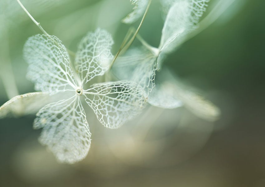 tamron sp 90mm macro photographie