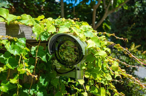 how to hide a camera in plants