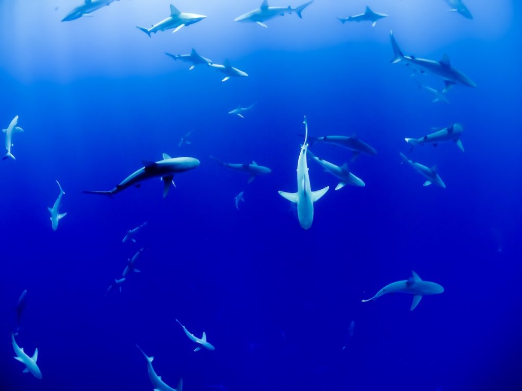 escola de tubarões nadando no oceano azul escuro