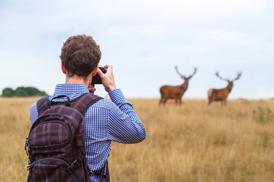 meilleur appareil photo pour la photographie animalière débutant